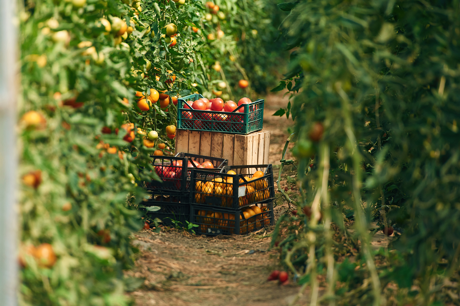 a-propos-bio-agri-souss